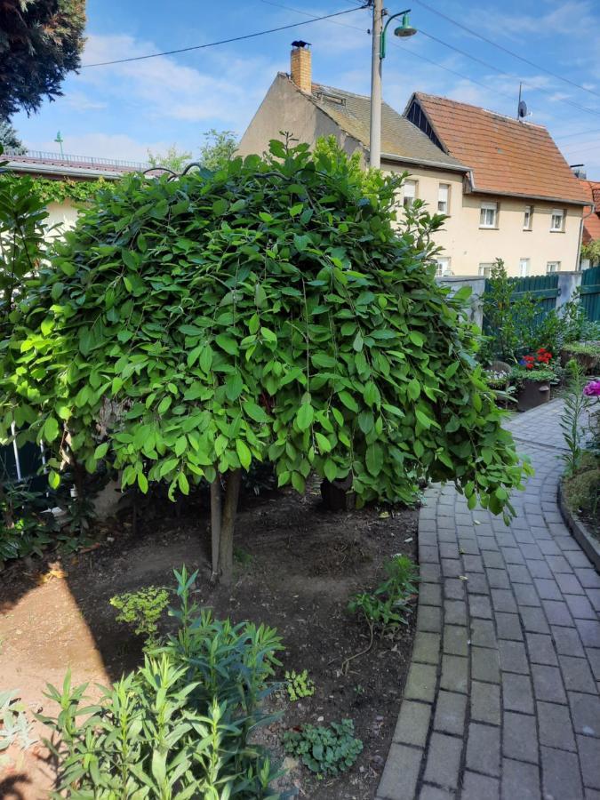 Gaestewohnung Am Thuemmlitzwald 그림마 외부 사진